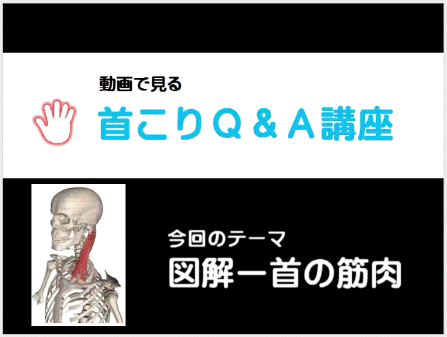 図解ー首こりの筋肉イメージ