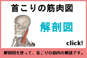 首こりの筋肉図