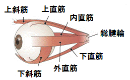 外眼筋